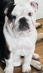 Reunited Female Dog last seen Scott Road & River Road, Delta, PA 17314