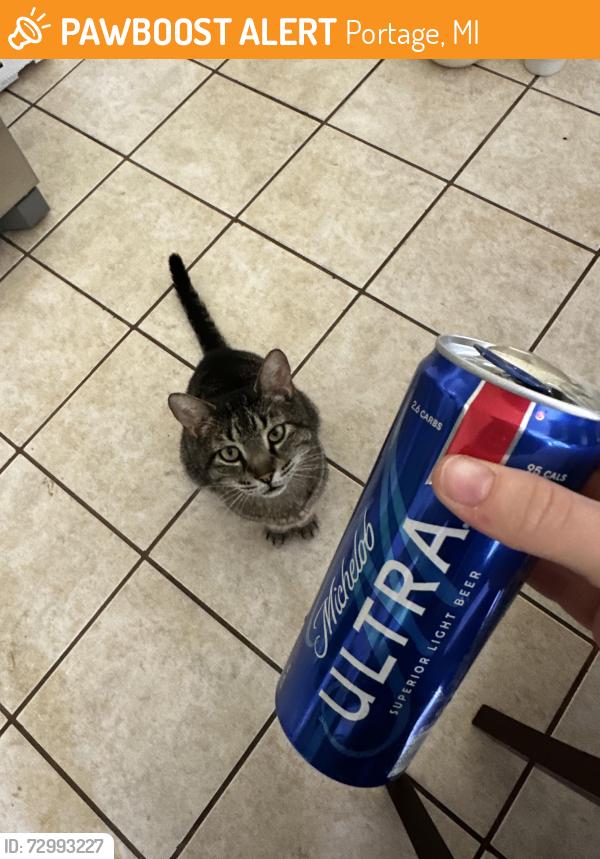Found/Stray Male Cat last seen Portage, Portage, MI 49002