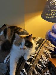Lost Female Cat last seen Knot Hole Rd, Rt. 116, Bray Hill Rd, Whitefield, NH 03598