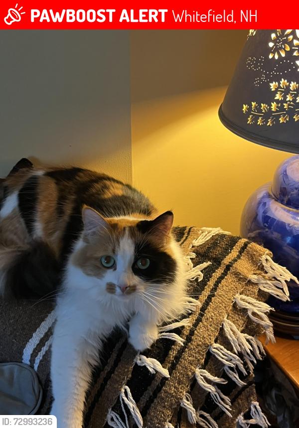 Lost Female Cat last seen Knot Hole Rd, Rt. 116, Bray Hill Rd, Whitefield, NH 03598