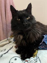 Found/Stray Male Cat last seen dutcher golf course, Pawling, NY 12564
