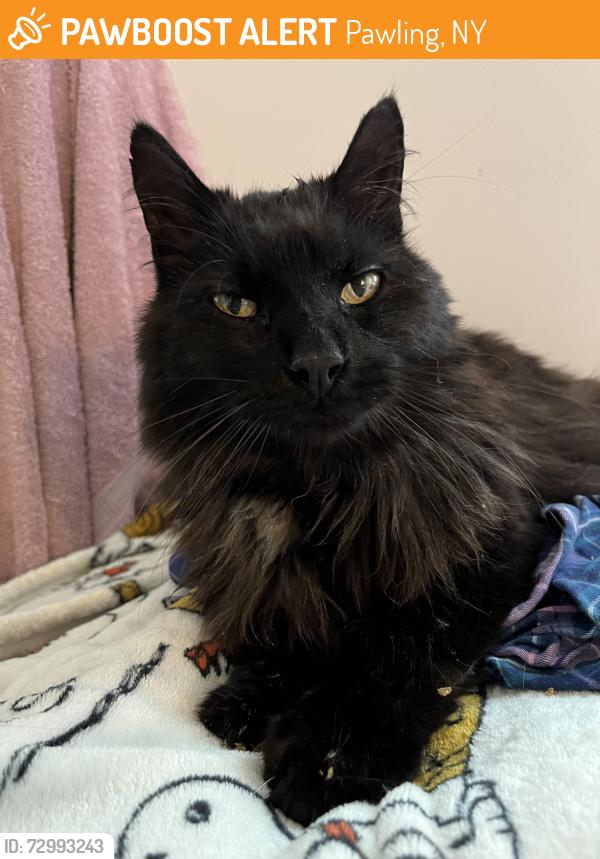 Found/Stray Male Cat last seen dutcher golf course, Pawling, NY 12564