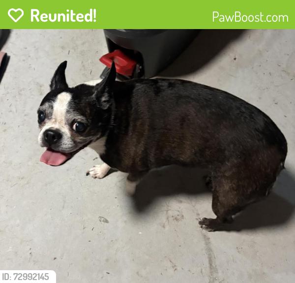 Reunited Female Dog last seen Withlacoochee Trailhead near Citrus Springs Middle, Citrus Springs, FL 34434