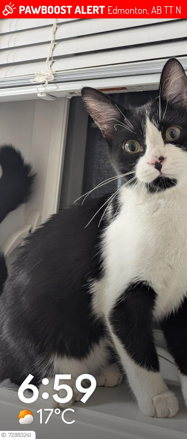 Lost Female Cat last seen Maple way and Maple Rd, Edmonton, AB T6T 2N3