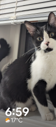 Lost Female Cat last seen Maple way and Maple Rd, Edmonton, AB T6T 2N3
