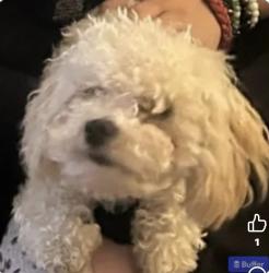 Lost Male Dog last seen Pecos and McLeod interconnect, Las Vegas, NV 89121