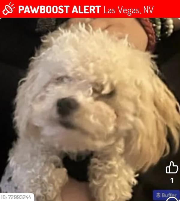 Lost Male Dog last seen Pecos and McLeod interconnect, Las Vegas, NV 89121