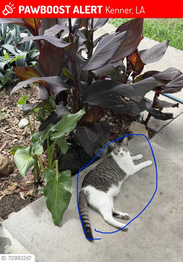 Lost Female Cat last seen Ole miss dr, Kenner, LA 70065