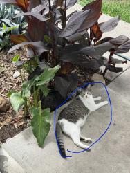 Lost Female Cat last seen Ole miss dr, Kenner, LA 70065