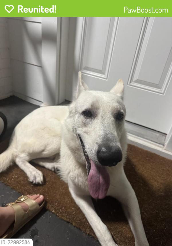 Reunited Male Dog last seen Pleasant Ridge Ave, Greenville, SC 29605, USA, Greenville, SC 29605