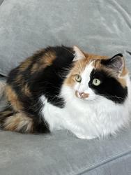 Lost Female Cat last seen Knot Hole Rd, Rt 116, Bray Hill Road, Whitefield, NH 03598