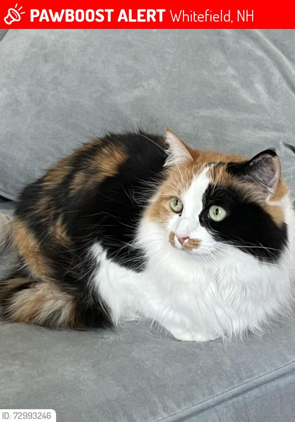 Lost Female Cat last seen Knot Hole Rd, Rt 116, Bray Hill Road, Whitefield, NH 03598