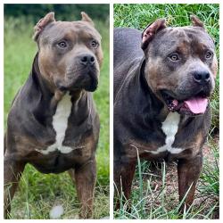 Lost Male Dog last seen Pinemount, Columbia County, FL 32024