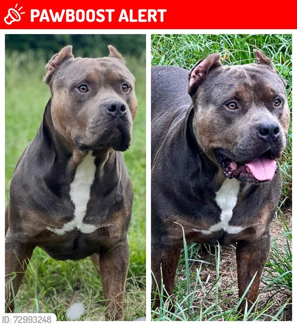 Lost Male Dog last seen Pinemount, Columbia County, FL 32024