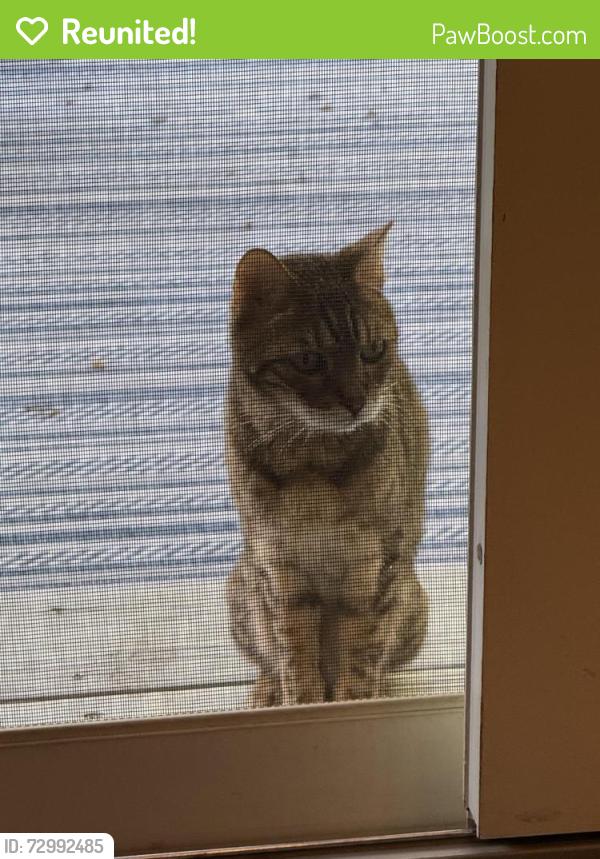 Reunited Unknown Cat last seen Orchard rd, Greenwood Village, CO 80121