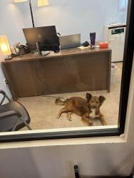 Found/Stray Female Dog last seen Memorial and Kelley, Oklahoma City, OK 73114