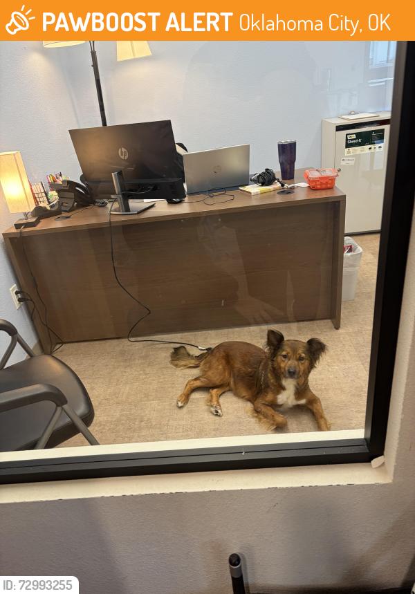 Found/Stray Female Dog last seen Memorial and Kelley, Oklahoma City, OK 73114
