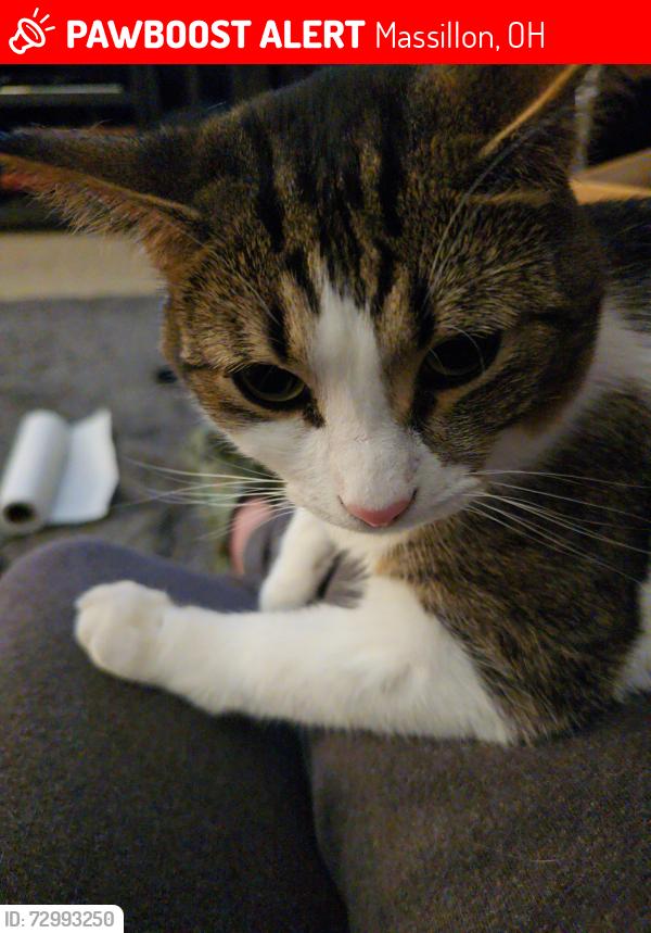 Lost Male Cat last seen Jackson ave sw and richville drive, Massillon, OH 44646