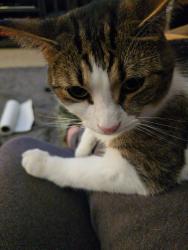 Lost Male Cat last seen Jackson ave sw and richville drive, Massillon, OH 44646