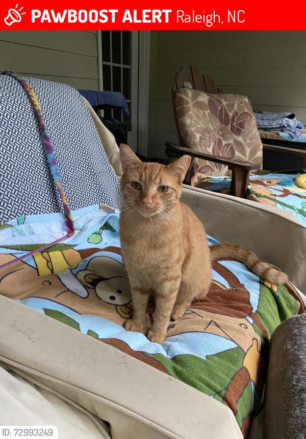 Lost Male Cat last seen Old Crews Rd, Old Milburne and Mitc Mill Dd, Raleigh, NC 27616