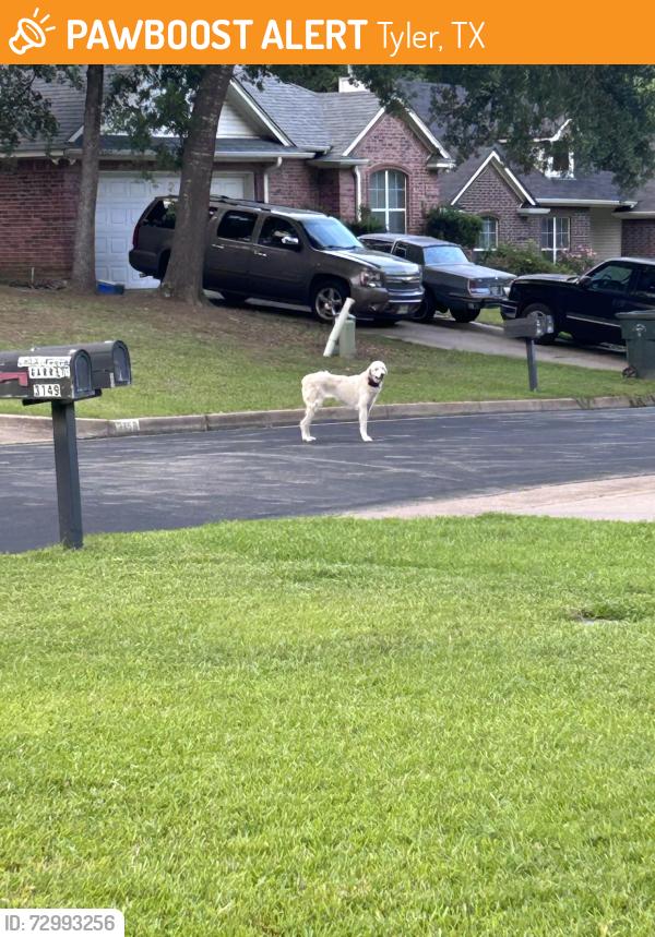 Found/Stray Unknown Dog last seen Vineyard Ave, Tyler, TX 75701