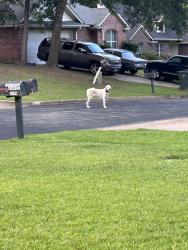 Found/Stray Unknown Dog last seen Vineyard Ave, Tyler, TX 75701