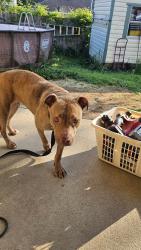 Reunited Female Dog last seen Bunker Hill and Kings Mountain Rd , Columbus, GA 31907