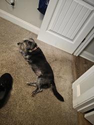 Reunited Female Dog last seen Near Dragging Canoe Ct, Elgin, SC 29045, USA, Elgin, SC 29045
