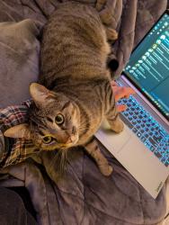 Lost Female Cat last seen Near Nation Ave, Durham, NC 27707