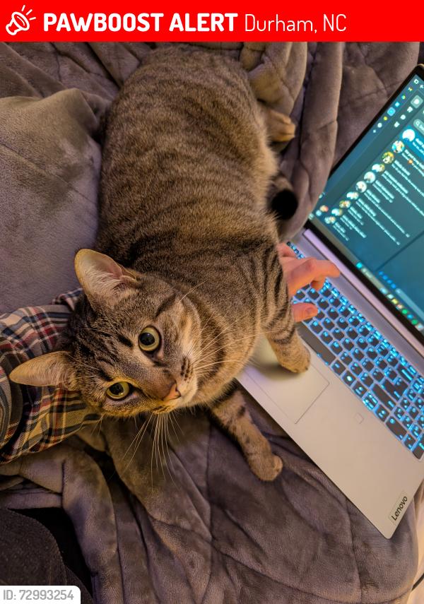 Lost Female Cat last seen Near Nation Ave, Durham, NC 27707