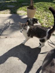 Lost Female Cat last seen Loyola Dr & Ole Miss Dr, Kenner, LA 70065