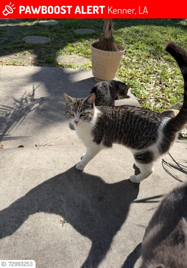 Lost Female Cat last seen Loyola Dr & Ole Miss Dr, Kenner, LA 70065