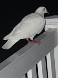 Found/Stray Unknown Bird last seen Highway100 And Fox Creek, Pacific, MO 63069