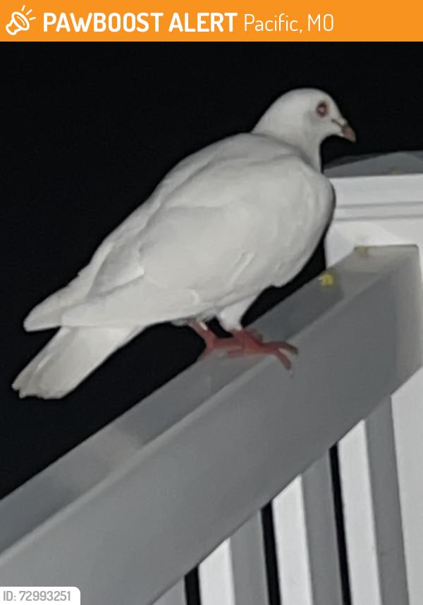 Found/Stray Unknown Bird last seen Highway100 And Fox Creek, Pacific, MO 63069