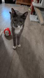 Reunited Male Cat last seen Williams St- between Ross and Richmond & Brown and Farley, Waxahachie, TX 75165