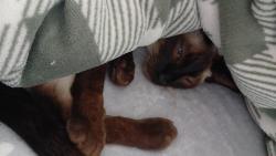 Reunited Male Cat last seen Meriden road clayton , Staffordshire, England ST5 4HE