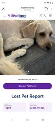 Reunited Male Dog last seen Camp Hill Rd, Henderson, NV 89015, USA, Henderson, NV 89015