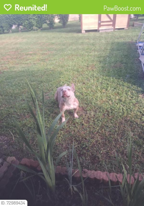 Reunited Male Dog last seen S jackson and Beverly hills blvd, Beverly Hills, FL 34465