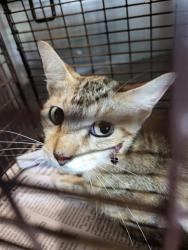 Shelter Stray Female Cat last seen Near BLOCK HARRIET, 4710 TX-151, San Antonio, TX 78227, USA
