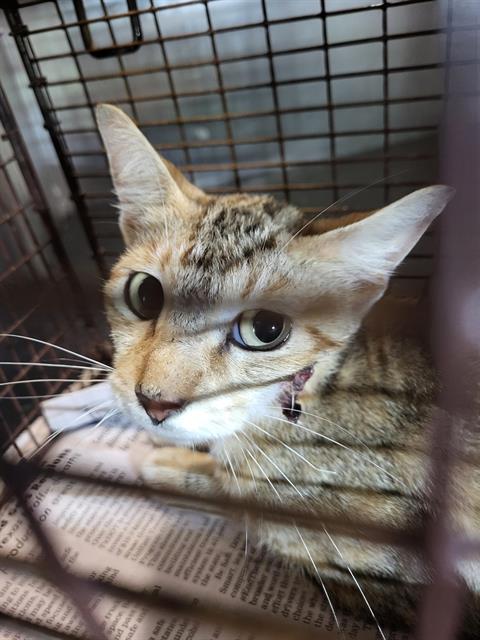 Shelter Stray Female Cat last seen Near BLOCK HARRIET, 4710 TX-151, San Antonio, TX 78227, USA