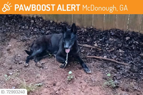 Found/Stray Female Dog last seen City Square Subdivision McDonough, GA, McDonough, GA 30252