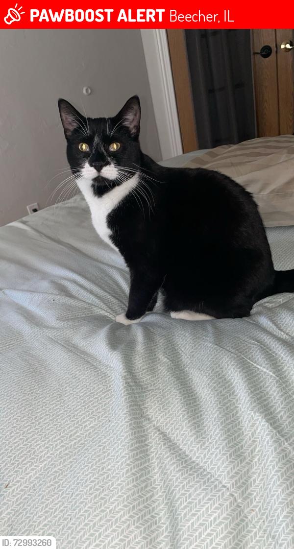 Lost Male Cat last seen Near Cardinal dr Beecher il 60401, Beecher, IL 60401