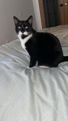 Lost Male Cat last seen Near Cardinal dr Beecher il 60401, Beecher, IL 60401