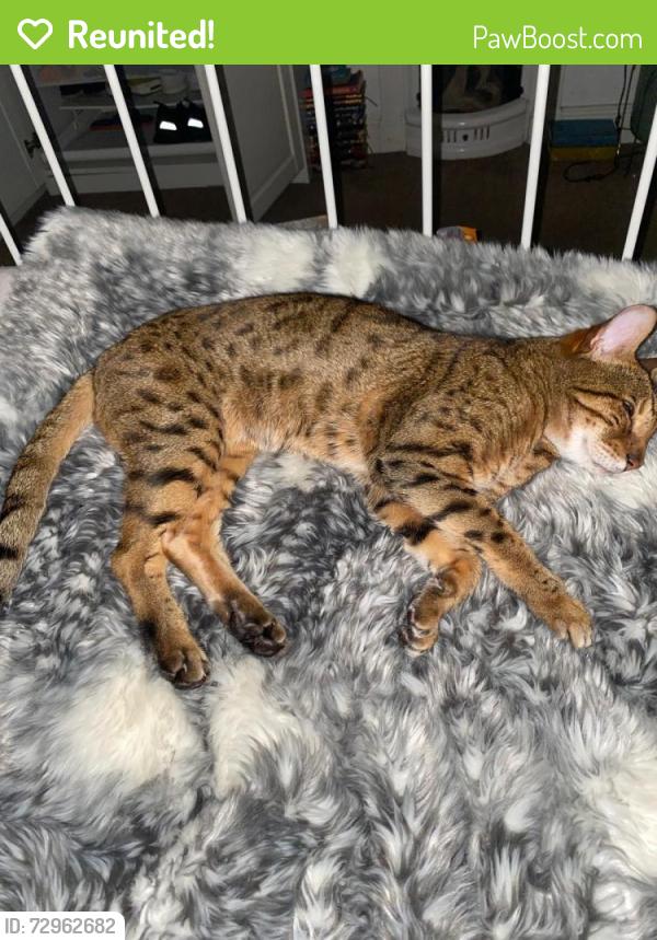 Reunited Male Cat last seen Florence road, a green, West Midlands, England B27
