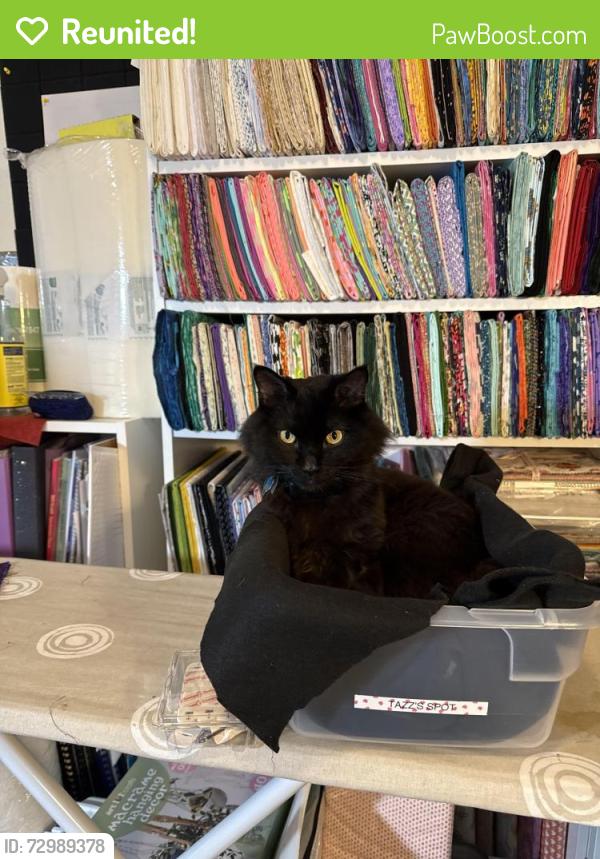 Reunited Male Cat last seen Near Ave, Greeley, CO 80631