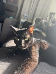 Reunited Male Cat last seen 14 Mile and Utica near the Fraser Public Library, Fraser, MI 48026