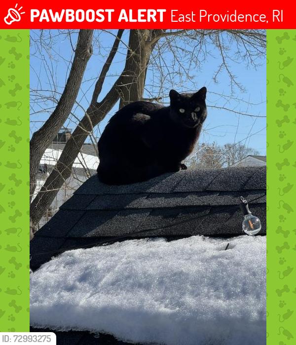 Lost Male Cat last seen USA Skates Area of Rumford, RI, East Providence, RI 02916