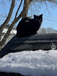 Lost Male Cat last seen USA Skates Area of Rumford, RI, East Providence, RI 02916