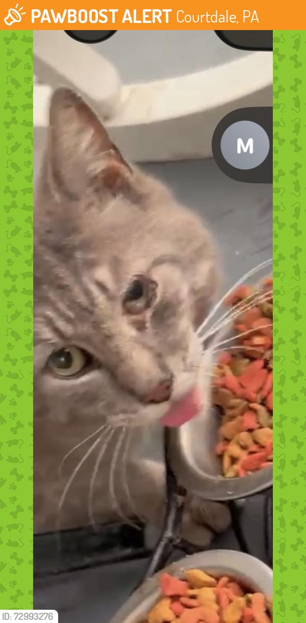 Found/Stray Male Cat last seen Hoyt street, Courtdale, PA 18704
