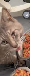 Found/Stray Male Cat last seen Hoyt street, Courtdale, PA 18704
